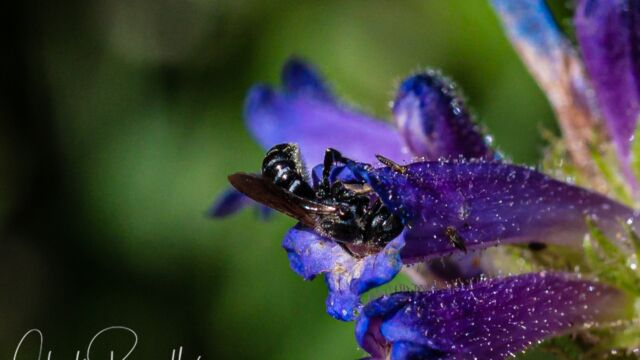 Heriades sp. Armored-resin bee, Heriades sp.