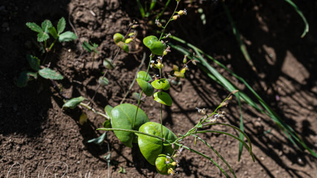 Streptanthus tortuosus. Tiy flowers, immense seed pods (at the lower right) Mountain jewelflower, Streptanthus tortuosus. Tiy flowers, immense seed pods (at the lower right)