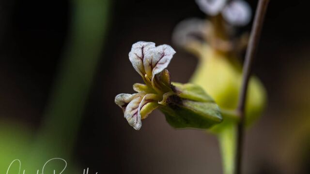 Streptanthus tortuosus Mountain jewelflower, Streptanthus tortuosus
