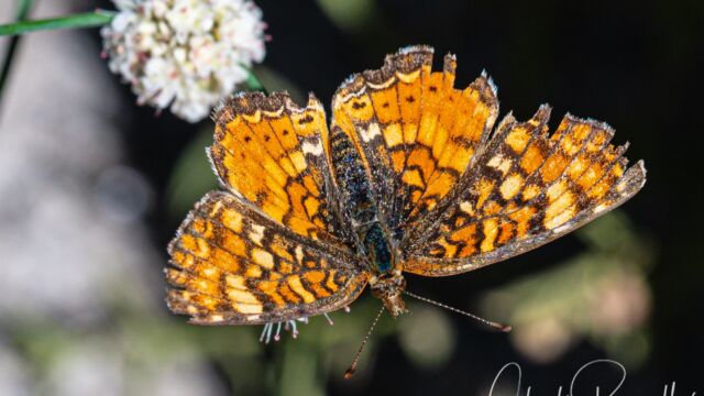 Phyciodes mylitta Mylitta Crescent, Phyciodes mylitta