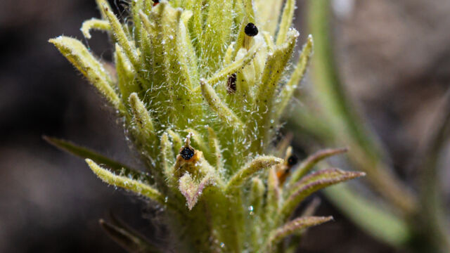 Castilleja nana Dwarf alpine paintbrush, Castilleja nana