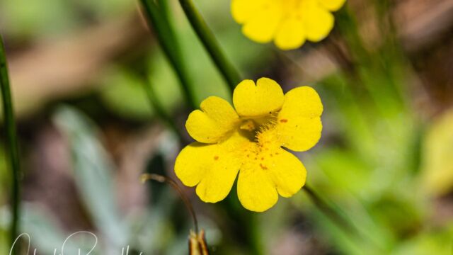 Erythranthe primuloides Primrose monkeyflower, Erythranthe primuloides