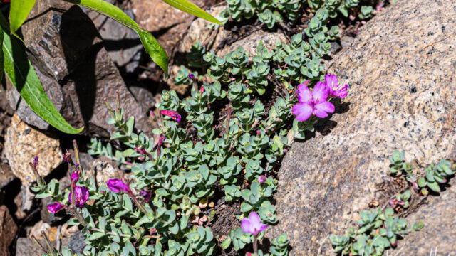Epilobium obcordatum Rockfringe, Epilobium obcordatum