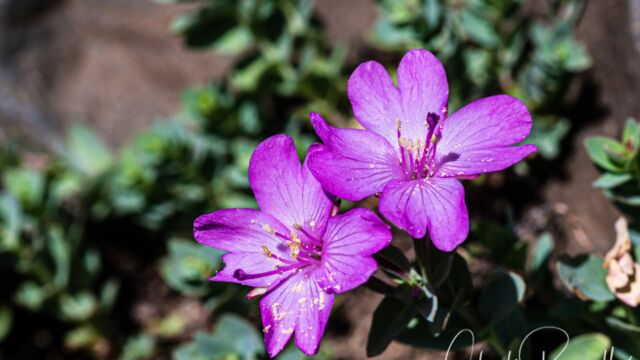 Epilobium obcordatum Rockfringe, Epilobium obcordatum