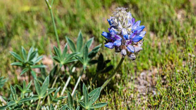 Lupinus lepidus Dwarf lupine, Lupinus lepidus