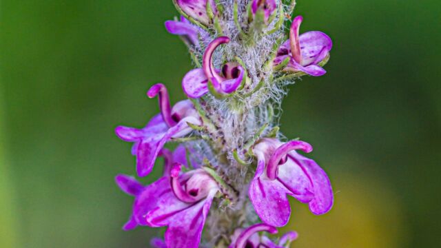 Pedicularis attollens Little elephant's head, Pedicularis attollens