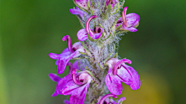 Pedicularis attollens Little elephant's head, Pedicularis attollens