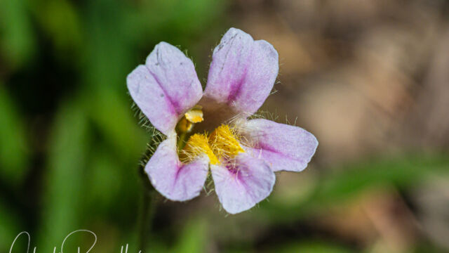 Erythranthe erubescens California blushing monkeyflower, Erythranthe erubescens