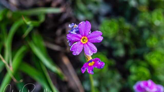 Primula suffrutescens, a bit beat up this late in the season Sierra primrose, Primula suffrutescens, a bit beat up this late in the season