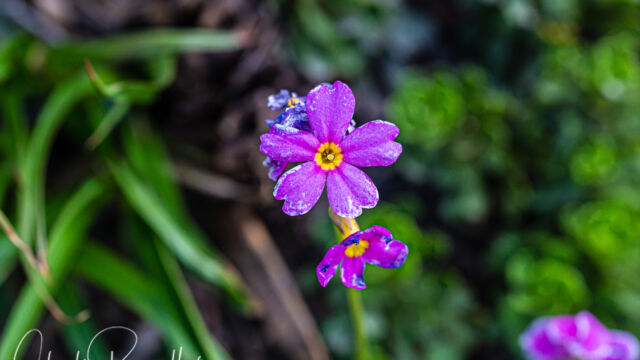 Primula suffrutescens, a bit beat up this late in the season Sierra primrose, Primula suffrutescens, a bit beat up this late in the season