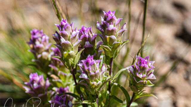 Cryptantha Owl's-Clover, Orthocarpus cuspidatus ssp. cryptanthus