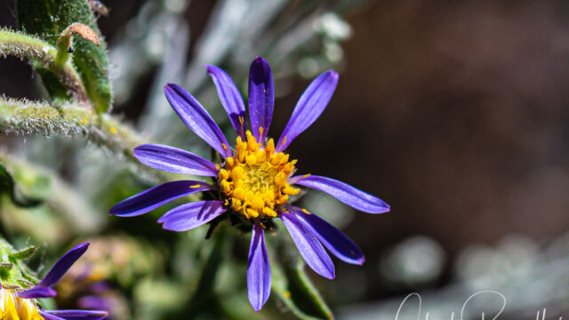 Eurybia integrifolia Thickstem aster, Eurybia integrifolia