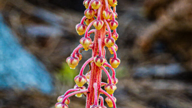 Pterospora andromedea Pine drops, Pterospora andromedea