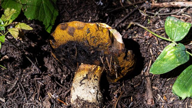 Boletus rex-veris Spring King Bolete, Boletus rex-veris
