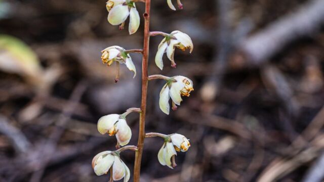Pyrola picta White veined wintergreen, Pyrola picta