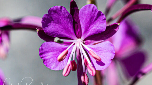 Chamerion angustifolium ssp. circumvagum Fireweed, Chamerion angustifolium ssp. circumvagum