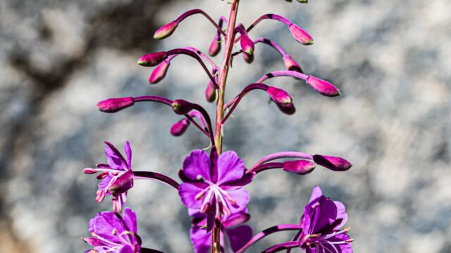 Chamerion angustifolium ssp. circumvagum Fireweed, Chamerion angustifolium ssp. circumvagum
