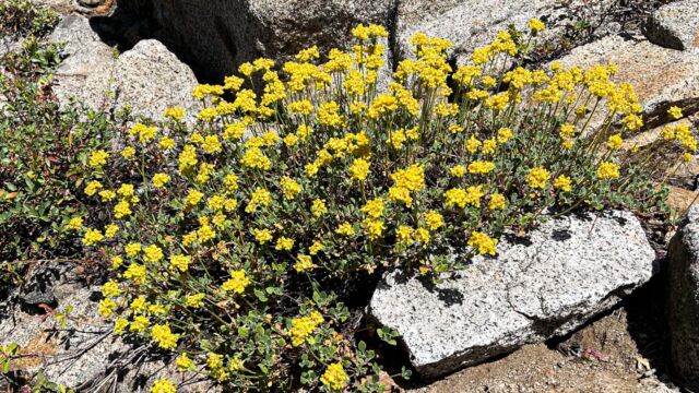 Eriogonum umbellatum Sulphur buckwheat, Eriogonum umbellatum