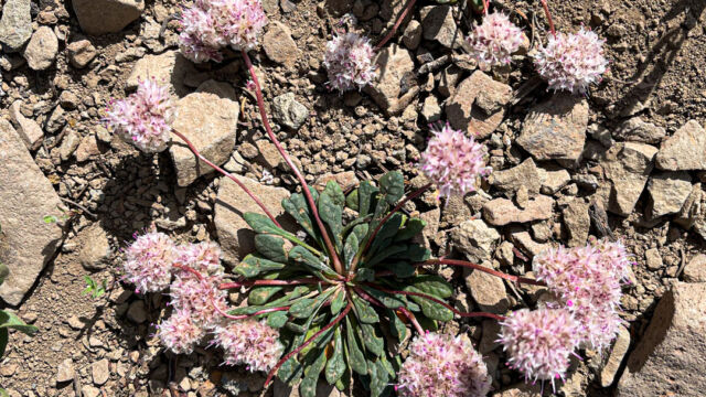 Calyptridium monospermum One seeded pussypaws, Calyptridium monospermum