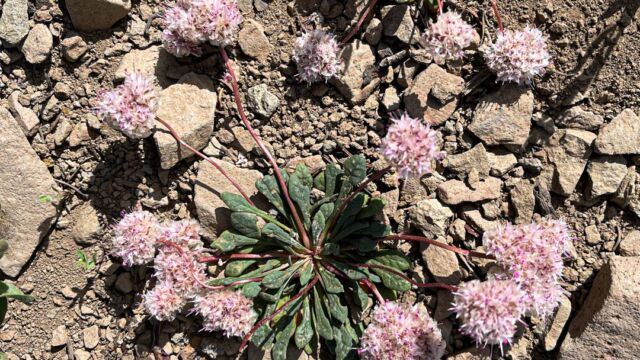 Calyptridium monospermum One seeded pussypaws, Calyptridium monospermum