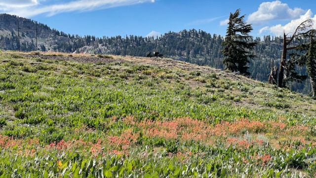 Solitude trail, nearing the aerial tram. Open hillsides with paintbrush and mule's ear Solitude trail, nearing the aerial tram. Open hillsides with paintbrush and mule's ear