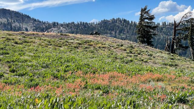 Solitude trail, nearing the aerial tram. Open hillsides with paintbrush and mule's ear Solitude trail, nearing the aerial tram. Open hillsides with paintbrush and mule's ear