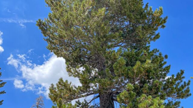 Pinus contorta ssp. murrayana Lodgepole pine, Pinus contorta ssp. murrayana