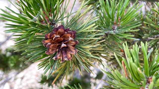Pinus contorta ssp. murrayana. Two needles per bundle. Lodgepole pine, Pinus contorta ssp. murrayana. Two needles per bundle.