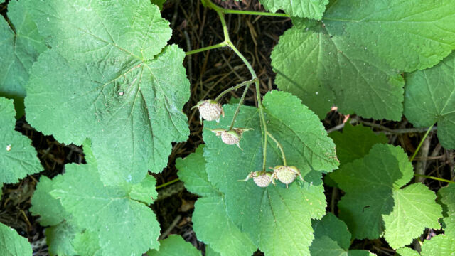 Rubus parviflorus Western thimbleberry, Rubus parviflorus
