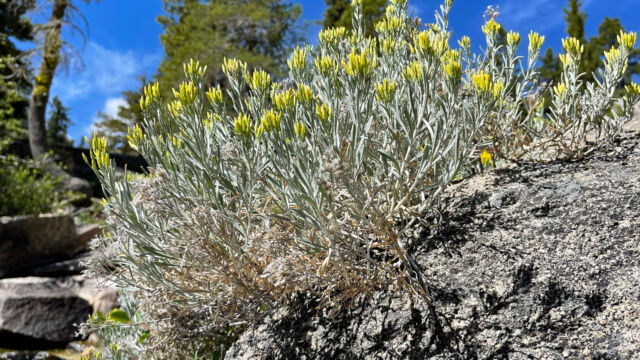 Ericameria nauseosa Rubber rabbitbrush, Ericameria nauseosa