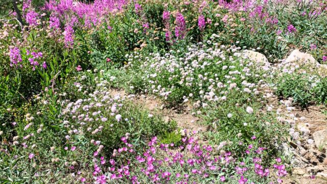 Just before Shirley Lake, a garden of fireweed, coyote mint, checkerbloom Just before Shirley Lake, a garden of fireweed, coyote mint, checkerbloom