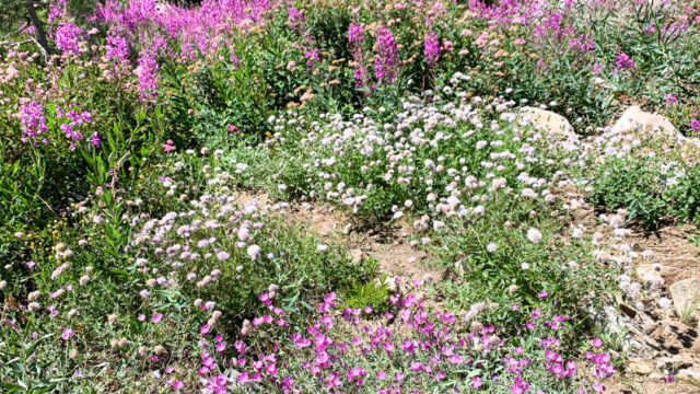 Just before Shirley Lake, a garden of fireweed, coyote mint, checkerbloom Just before Shirley Lake, a garden of fireweed, coyote mint, checkerbloom