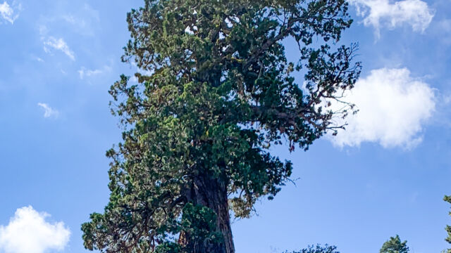Juniperus grandis Sierra juniper, Juniperus grandis