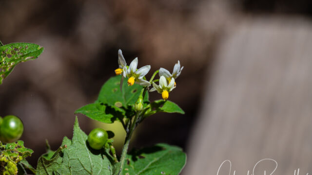 Solanum americanum American black nightshade, Solanum americanum