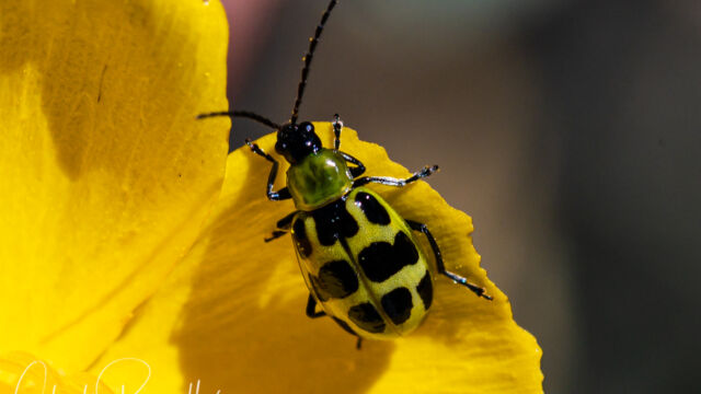 Diabrotica undecimpunctata Spotted Cucumber Beetle, Diabrotica undecimpunctata