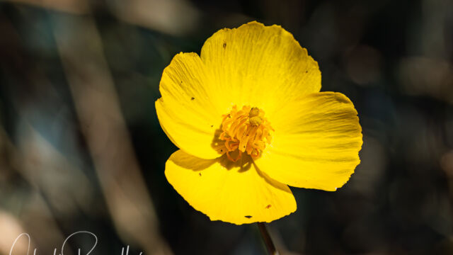 Dendromecon rigida Bush poppy, Dendromecon rigida