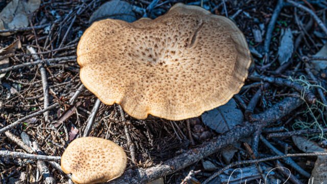 Polyporus tuberaster Tuberous Polypore, Polyporus tuberaster
