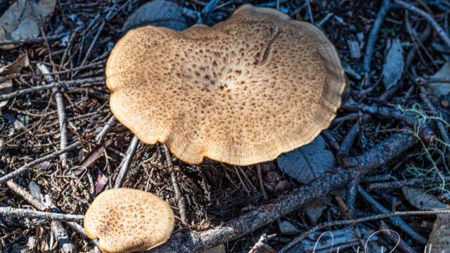 Polyporus tuberaster Tuberous Polypore, Polyporus tuberaster