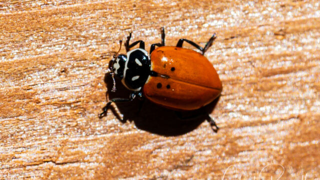 Hippodamia convergens Convergent Lady Beetle, Hippodamia convergens