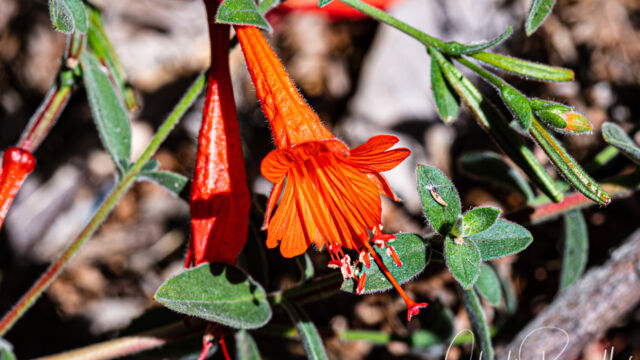Epilobium canum ssp. canum California fuchsia, Epilobium canum ssp. canum
