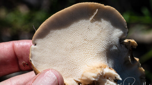 Tuberous Polypore, Polyporus tuberaster. Underside pores Tuberous Polypore, Polyporus tuberaster