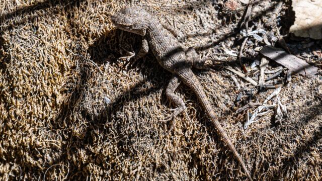 Sceloporus occidentalis Western Fence Lizard, Sceloporus occidentalis