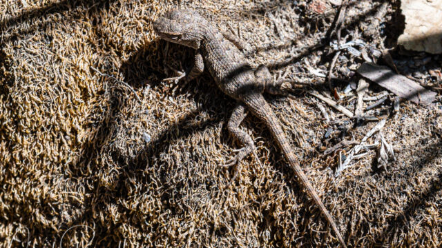 Sceloporus occidentalis Western Fence Lizard, Sceloporus occidentalis