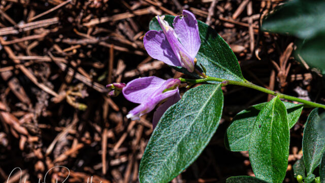 Polygala californica (aka Rhinotropis californica) California milkwort, Polygala californica (aka Rhinotropis californica)