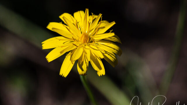 Hypochaeris radicata (non-native) Rough cat's ear, Hypochaeris radicata (non-native)