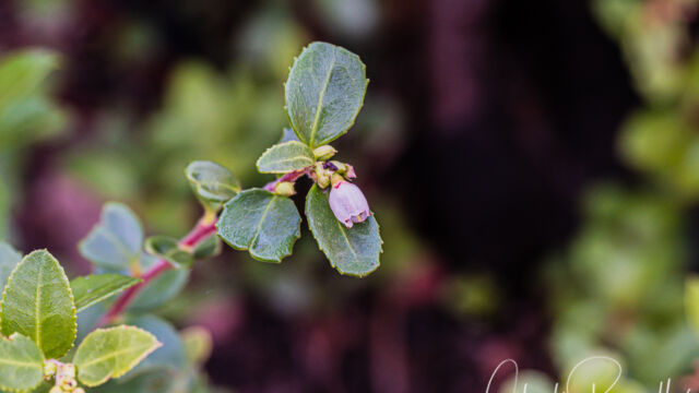 Vaccinium ovatum California huckleberry, Vaccinium ovatum