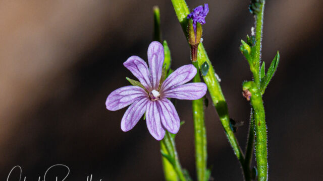 Epilobium brachycarpum Panicled willow herb, Epilobium brachycarpum