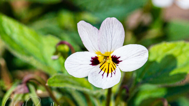 Viola ocellata Western heart's ease, Viola ocellata
