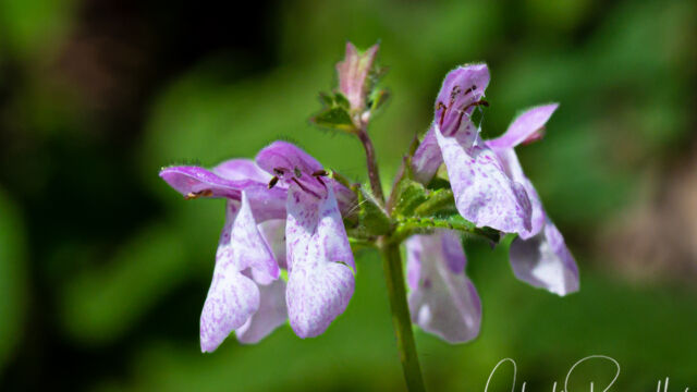 Stachys bullata California hedge nettle, Stachys bullata