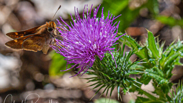Cirsium vulgare (not native), with a Umber Skipper, Lon melane. Note the very long tongue! Bull thistle, Cirsium vulgare (not native), with a Umber Skipper, Lon melane. Note the very long tongue!